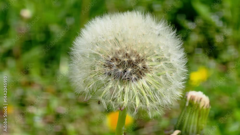 한국,식물,민들레 씨앗,Korea, flowers, plants, seeds,dandelion