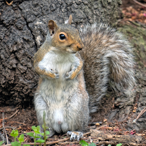 Obraz na płótnie eastern gray squirrel ,Sciurus carolinensis w salonie