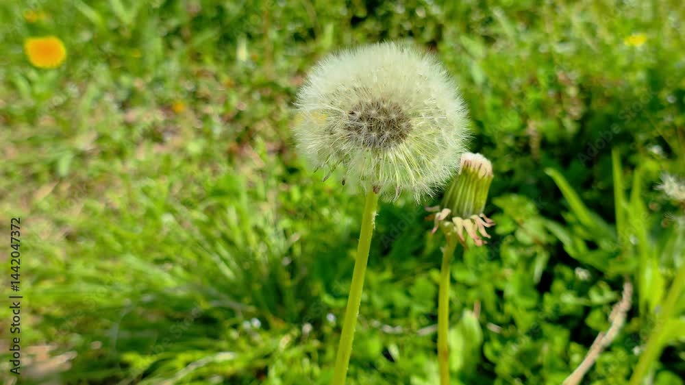 한국,식물,민들레 씨앗,Korea, flowers, plants, seeds,dandelion