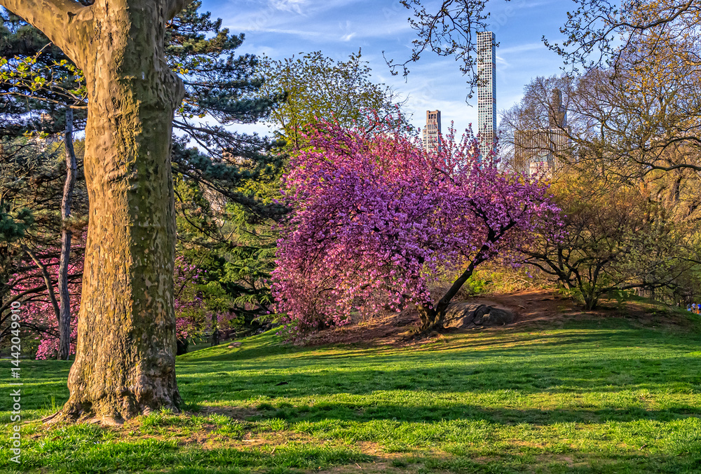 Central Park in spring