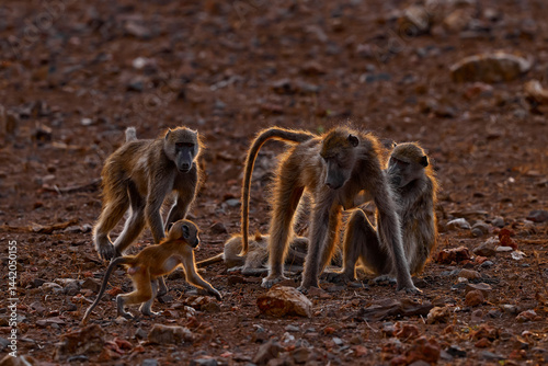 Photography Chacma baboon, Papio ursinus, monkey from Moremi, Okavango delta, Botswana