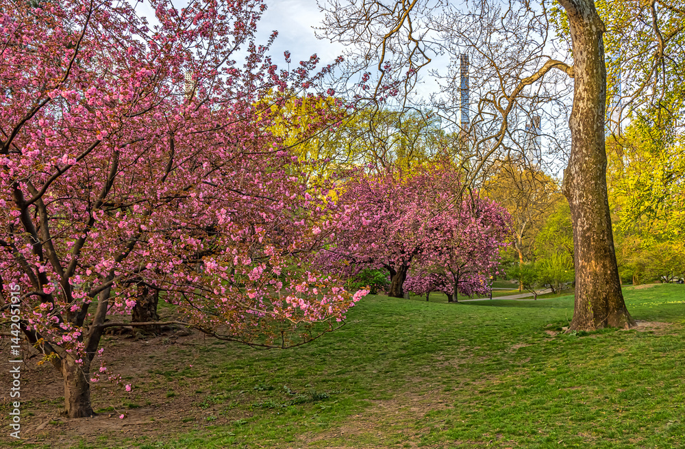 Central Park in spring