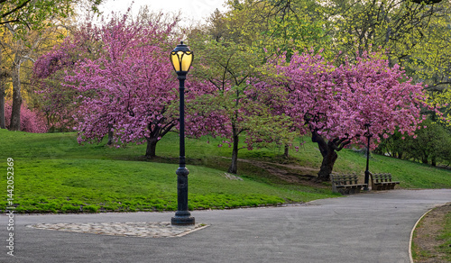 Obraz na płótnie Central Park in spring w salonie