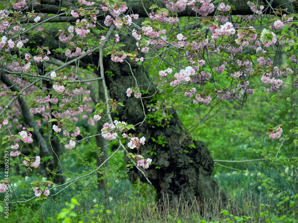 Central Park in spring, cherry tree