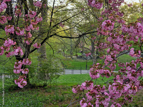 Obraz na płótnie Central Park in spring, Cherry trees w salonie