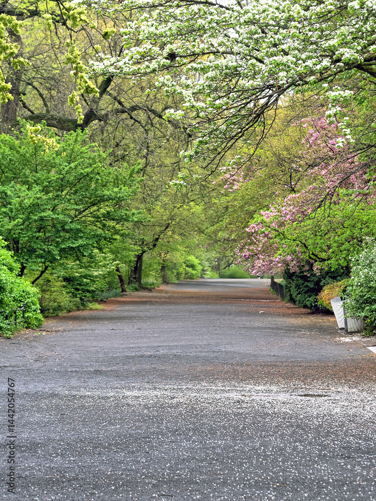 Central Park in spring
