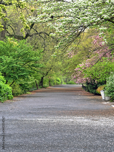 Obraz na płótnie Central Park in spring w salonie