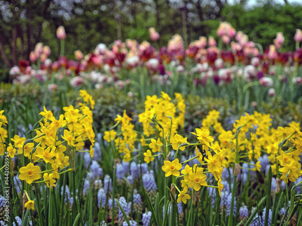 Shakespeare Garden in Central Park
