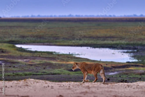 Lion on the coast Chobe River in Botswana. First rain in nature, wildlife. Lion walk in the sand, landscape photography with wild cat.
