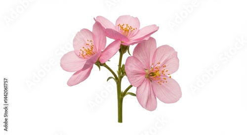 Delicate pink flowers bloom in springtime showcasing their beauty and elegance against a pristine white backdrop ideal for botanical designs and floral arrangements
