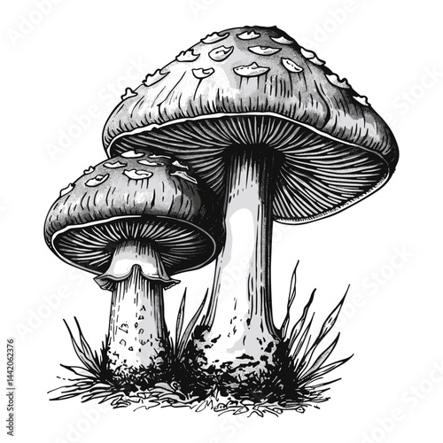 Black and white mushroom sketch, vintage engraving style, old botanical drawing, trendy fungi artwork, retro nature print, antique mushroom illustration, forest fungi sketch