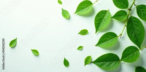 Wallpaper Mural Leafy greens scattered on a pristine white surface, green foliage, nature, leaves Torontodigital.ca