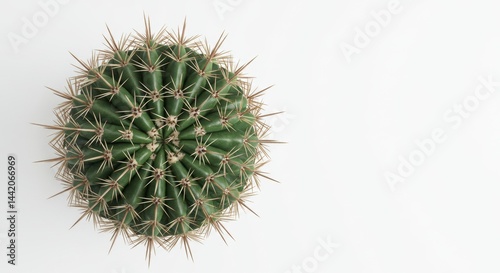 Top down view of a round green cactus with sharp spines on a white background offering a clean and minimalistic botanical aesthetic