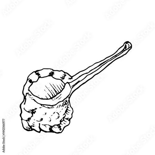 Clam shell, murex Haustellum, black and white ink sketch. Vector illustration. A seashell, round with stripes, isolated on a white background. Linear drawing in a simple style