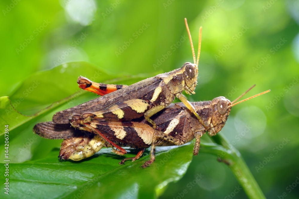 green grasshopper on a leaf