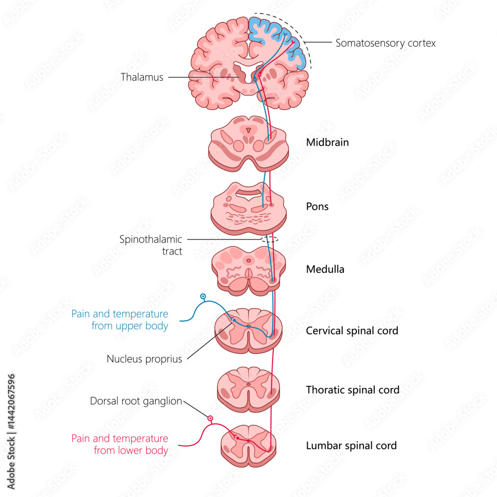 Obraz premium tracing the spinothalamic tract, showing how pain and temperature signals travel from the body through the spinal cord to the brain diagram hand drawn schematic vector. Medical science educational