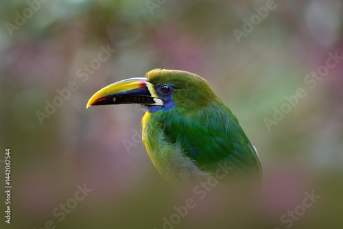 Northern Emerald-Toucanet, Aulacorhynchus prasinus, smal green toucan in the pink flower forest habitat. Exotic bird, close-up bill portrait, Talamanca, Costa Rica. photo