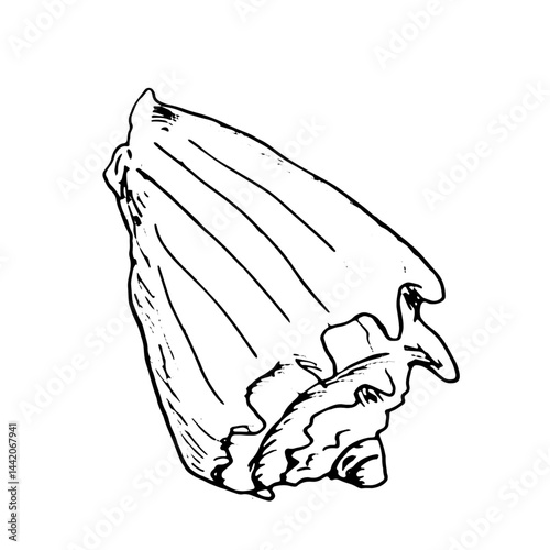 Strombus clam shell, black and white ink sketch.Vector illustration. Beige spiral shell of the underwater world of the ocean, isolated on a white background. For marine design and marine-style decor.