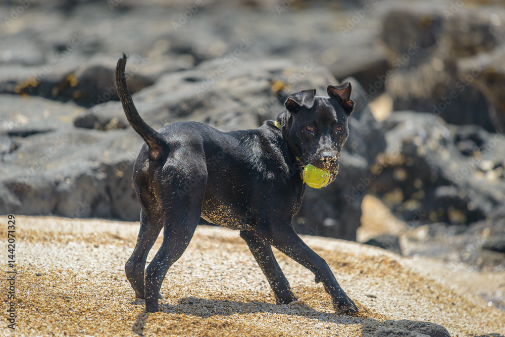 A black dog running with a ball in his mouth. Auckland.