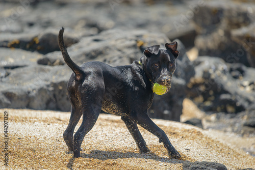 Obraz na płótnie A black dog running with a ball in his mouth. Auckland. w salonie