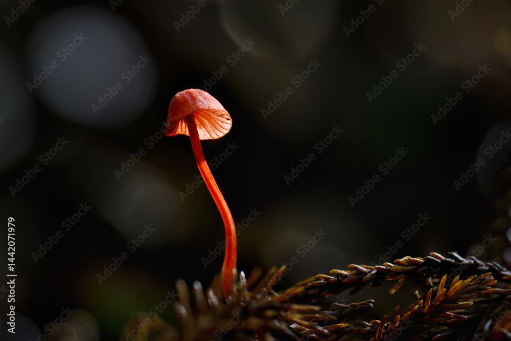 Ruby Bonnet (Cruentomycena viscidocruenta), tiny bright red fungus in the forest. Auckland.