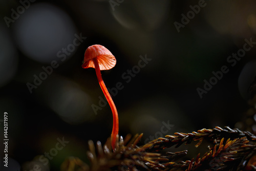Obraz na płótnie Ruby Bonnet (Cruentomycena viscidocruenta), tiny bright red fungus in the forest. Auckland. w salonie