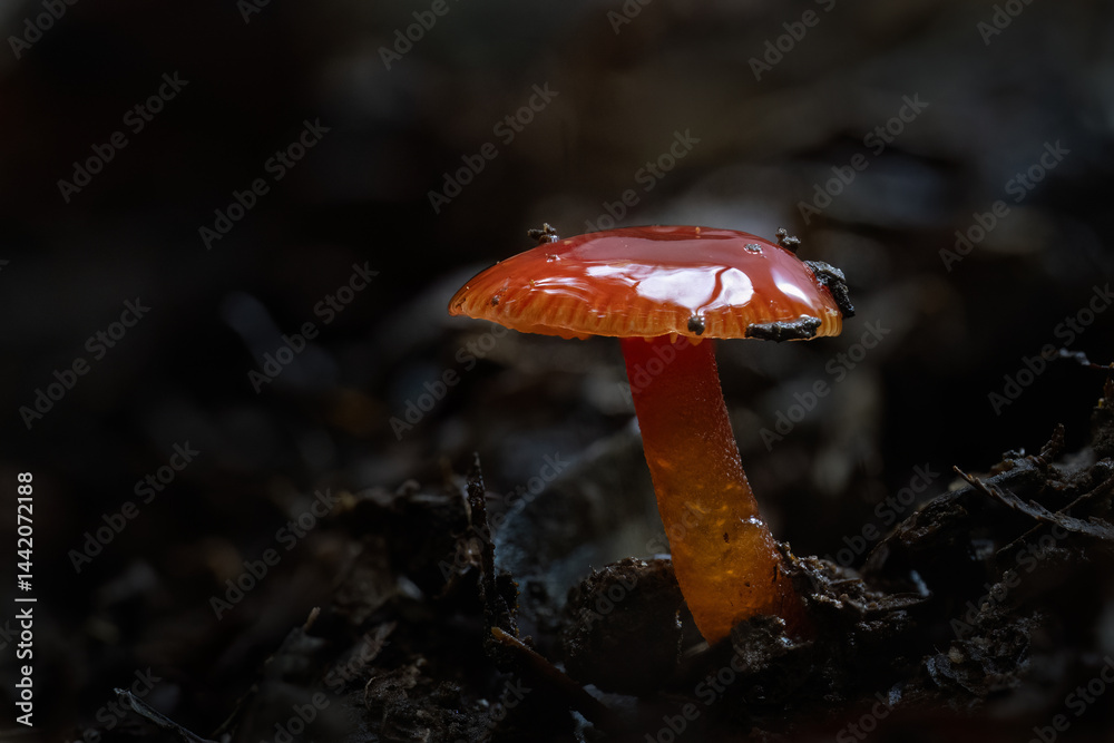 Hygrocybe subheteromorpha, glutinous red waxgill, in the forest of Hunua Ranges. Auckland.