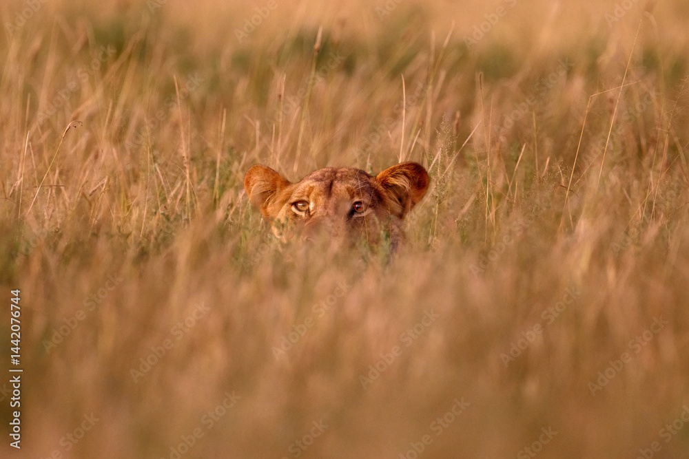 Fototapeta premium Hidden lion in grass, Central Kalahari, Botswana in Africa. Africa lion landscape. Africa wildlife. Lion hidden in the green vegetation. Forest African lion in the nature habitat, green trees, Okavang