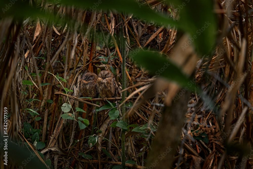 Torotoroka scops owl, Otus madagascariensis, Kirindy Forest, rare endemic bird in tree hole nest. Wild owl in Madagascar in Africa. Bird in the habitat, nature wildlife. owl in nature. Torotoroka scops owl, Otus madagascariensis, Kirindy Forest, rare endemic bird in tree hole nest. Wild owl in Madagascar in Africa. Bird in the habitat, nature wildlife. owl in nature.