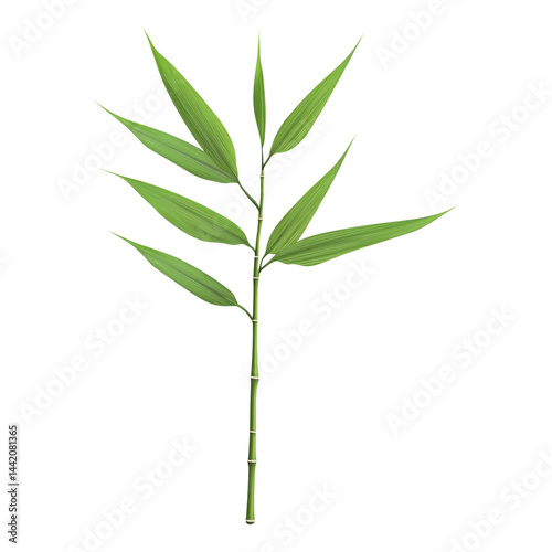 Green Bamboo Plant with Leaves on White  for Design Use Isolated on transparent background
