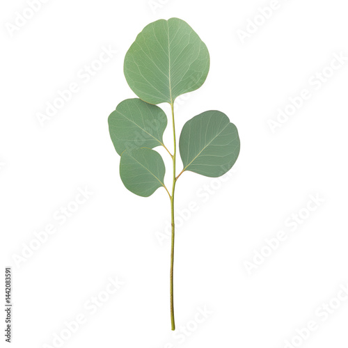 Single Green Leaf Stem Isolated on a Transparent  Isolated on transparent background