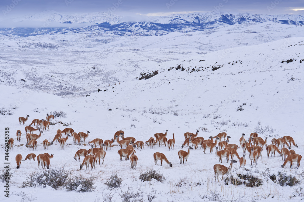 Fototapeta premium Guanaco in Chile, Torres del Paine NP in Patagonie. Winter with snow in South America. Lama guanaco, Lama guanicoe, nature habitat, rock hills moutains. River sunset with wild. Patagonia wildlife.