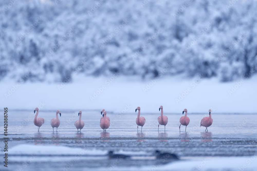 Fototapeta premium Flock of Chilean flamingos, Phoenicopterus chilensis, nice pink big birds with long necks, dancing in water, animals in the nature habitat in Chile, America. Flamngo from Patagonia, Torres del Paine.
