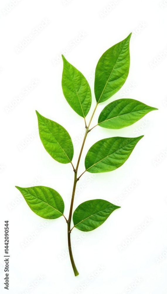 A single branch with leaves isolated on a white background, elegance, branches, element A single branch with leaves isolated on a white background, elegance, branches, element