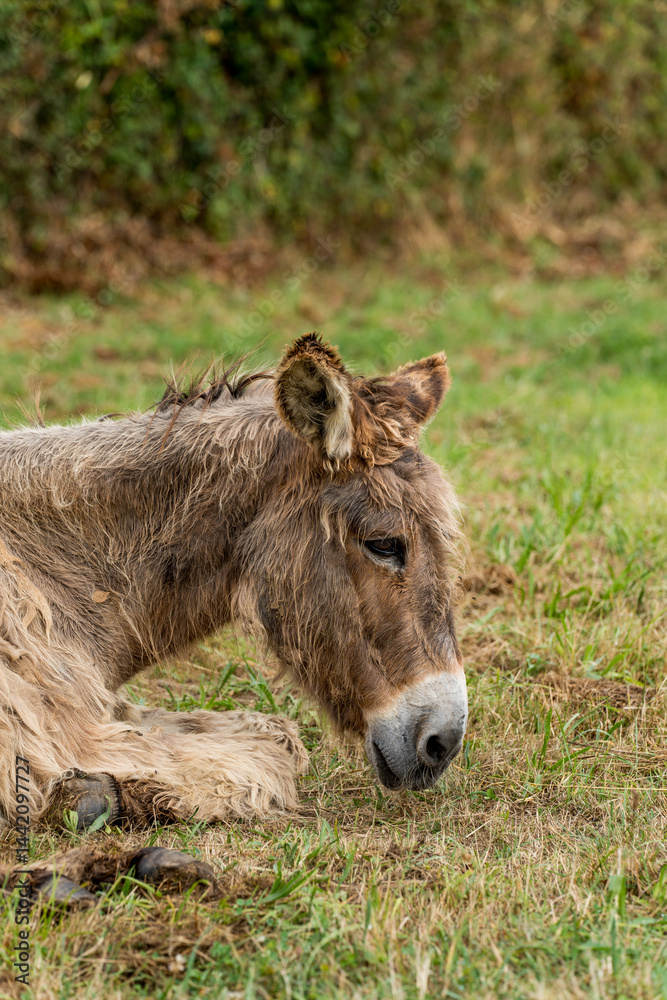 Fototapeta premium portrait d'un âne, de profil