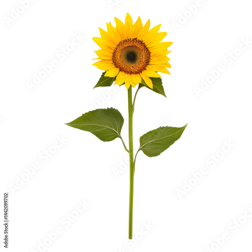 Bright and Vibrant Sunflower with Green Leaves on White  Isolated on transparent background