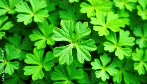Intricate parsley leaf pattern, fresh green hues, photo, spring, details