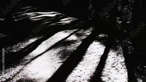 Shadows Dance on Path, Nature's Art