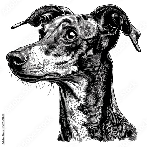 Whippet, Snap dog, English Whippet, Greyhound, vintage dog illustration, monochrome logo, old engraving sketch, isolated animal design, stylish pet silhouette, dog vector artwork