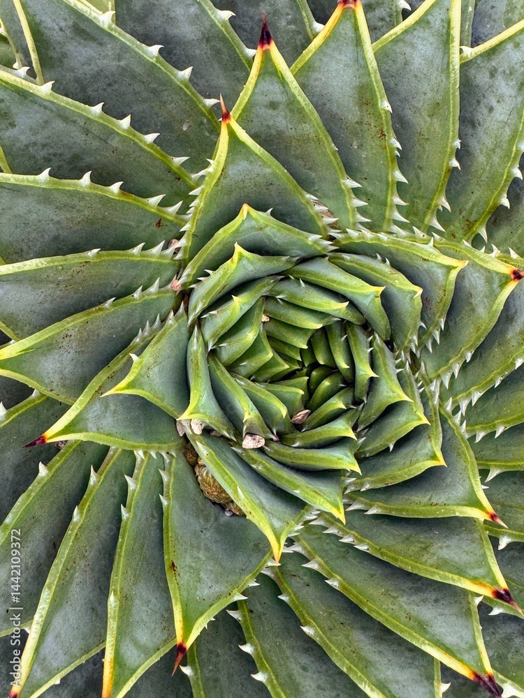 Fototapeta premium The beauty of nature shown by the natural swirl of an aloe vera plant