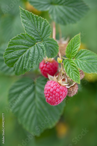 Close up raspberries branch growing on raspberry bush in organic garden. 