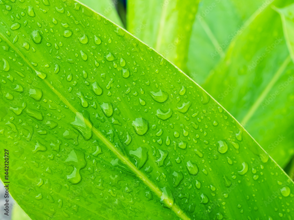 Fototapeta premium Drop water on green leaf background, rain on plant abstract dew leaves, clean nature fresh sping season, environment ecosystem change concept.