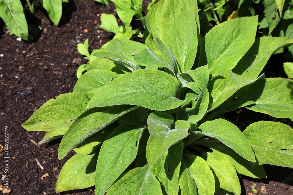Digitalis purpurea medicinal plant