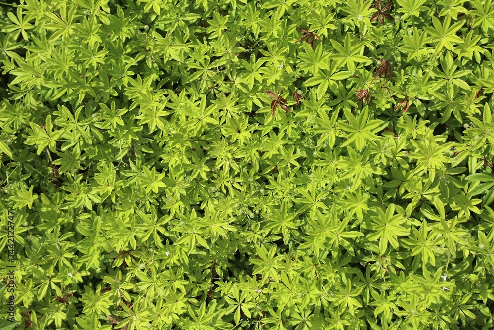 Sweet woodruff plant, Galium odoratum