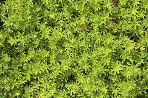 Obraz na płótnie Sweet woodruff plant, Galium odoratum w salonie