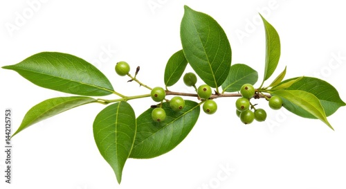 Wallpaper Mural A branch with green leaves and small round green berries isolated on a white background studio shot Torontodigital.ca