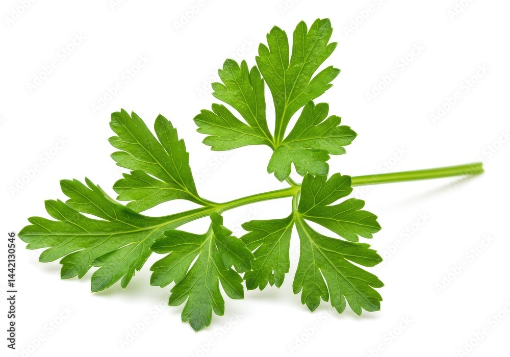 A sprig of fresh green parsley with multiple leaves against a plain white background in close up view A sprig of fresh green parsley with multiple leaves against a plain white background in close up view