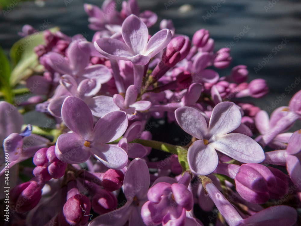 Intricate Details of Lilac Blossoms in Spring Intricate Details of Lilac Blossoms in Spring
