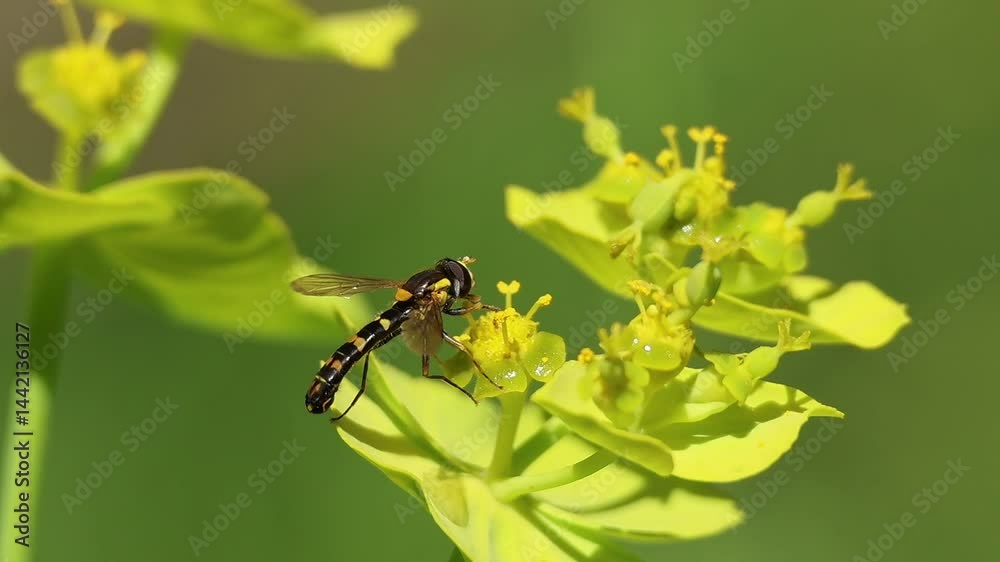 Mosca plumón Sphaerophoria scripta acicalandose en planta lechetrezna serrada, tártago de hoja serrada o higuera del infierno (Euphorbia serrata), España Mosca plumón Sphaerophoria scripta acicalandose en planta lechetrezna serrada, tártago de hoja serrada o higuera del infierno (Euphorbia serrata), España