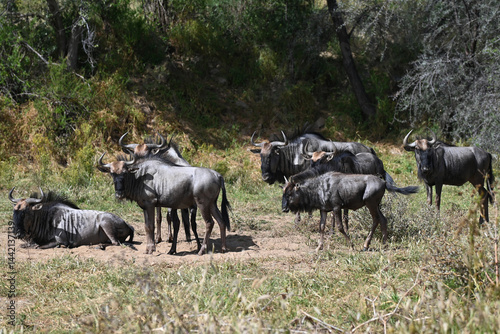 Troupeau de gnous dans un parc animalier en Namibie photo